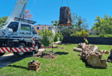 Signs That Indicate a Tree Needs Removal