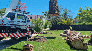 Signs That Indicate a Tree Needs Removal