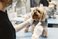 How to Choose the Best Dog Grooming Near Me Without Regret