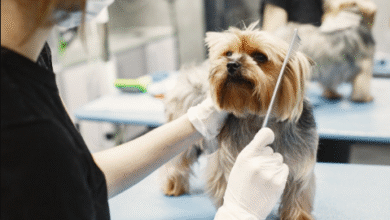 How to Choose the Best Dog Grooming Near Me Without Regret