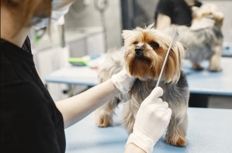 How to Choose the Best Dog Grooming Near Me Without Regret